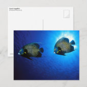 Carte Postale Anges français (Devant / Derrière)