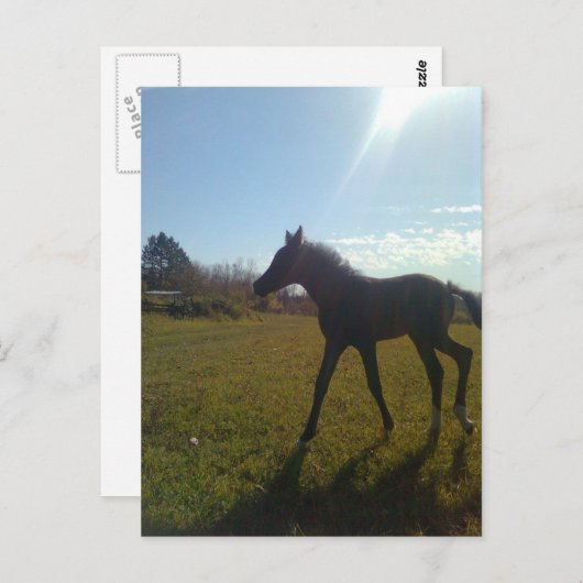 Carte Postale Anges volent la nuit (Devant / Derrière)