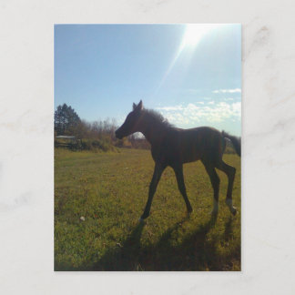 Carte Postale Anges volent la nuit