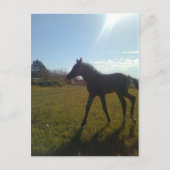 Carte Postale Anges volent la nuit (Devant)