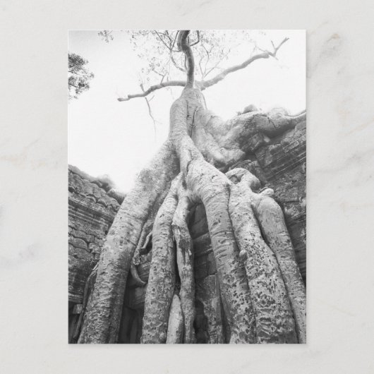 Carte Postale Angkor Cambodge, Arbre Ta Prohm (Devant)