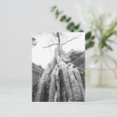 Carte Postale Angkor Cambodge, Arbre Ta Prohm (Debout devant)