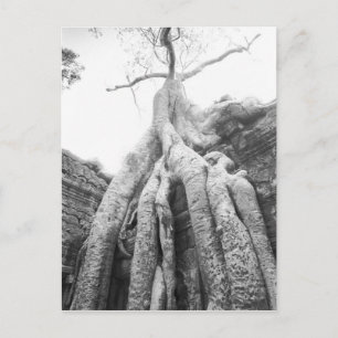 Carte Postale Angkor Cambodia, Tree Ta Prohm