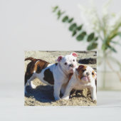 Carte Postale Anglais Bulldogs chiot amour! (Debout devant)