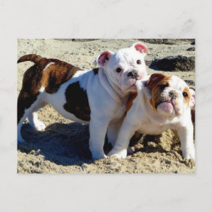 Carte Postale Anglais Bulldogs chiot amour!