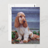 Carte Postale Anglais Cocker Spaniel (Devant / Derrière)