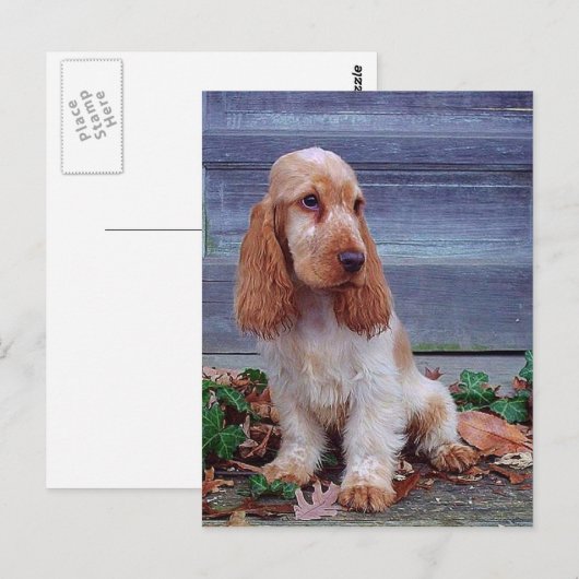 Carte Postale Anglais Cocker Spaniel (Devant / Derrière)