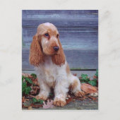 Carte Postale Anglais Cocker Spaniel (Devant)