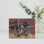 Carte Postale Anglais Cocker Spaniel (Debout devant)