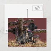 Carte Postale Anglais Cocker Spaniel (Devant / Derrière)