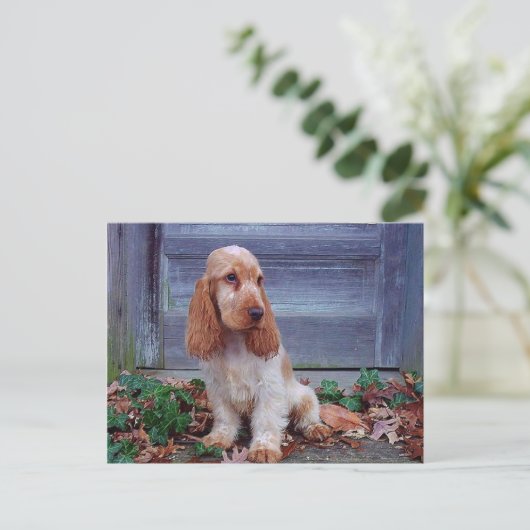 Carte Postale Anglais Cocker Spaniel (Debout devant)