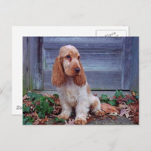 Carte Postale Anglais Cocker Spaniel (Devant / Derrière)