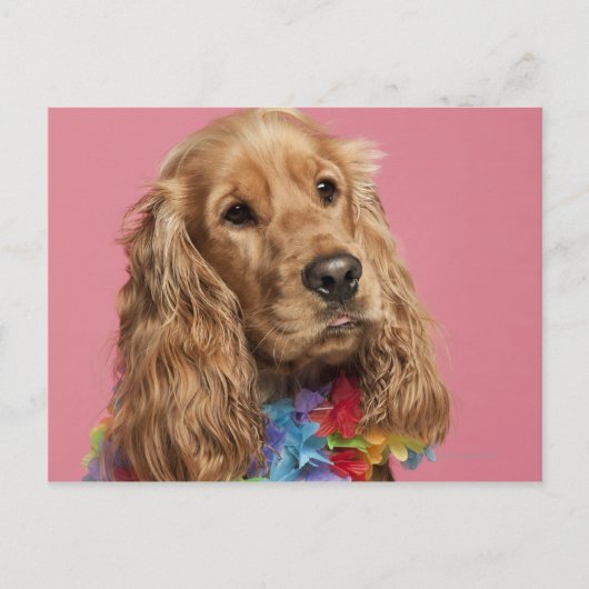 Carte Postale Anglais Cocker Spaniel (10 mois) (Devant)