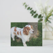 Carte Postale anglais cocker spaniel orange et blanc plein (Debout devant)