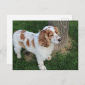 Carte Postale anglais cocker spaniel orange et blanc plein (Devant / Derrière)