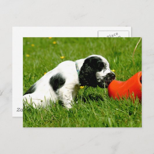 Carte Postale Anglais Cocker Spaniel Puppy avec Red Clog (Devant / Derrière)