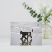 Carte Postale Anglais Cocker Spaniel sur la plage (Debout devant)