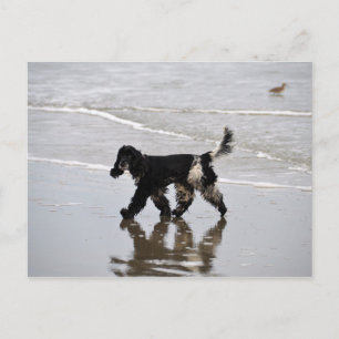Carte Postale Anglais Cocker Spaniel sur la plage