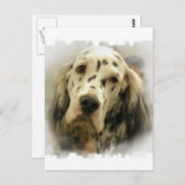 Carte postale Anglais Setter (Devant / Derrière)