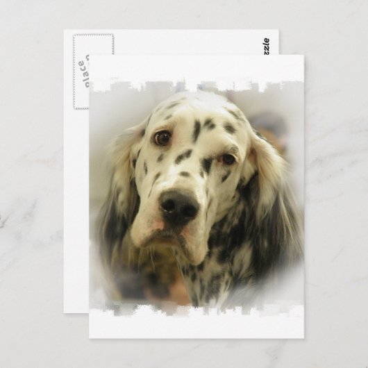 Carte postale Anglais Setter (Devant / Derrière)