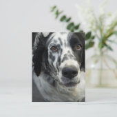 Carte postale Anglais Setter Dog (Debout devant)