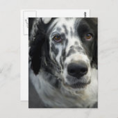 Carte postale Anglais Setter Dog (Devant / Derrière)