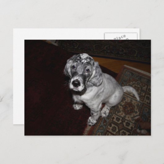 Carte Postale Anglais Setter Puppy (Devant / Derrière)