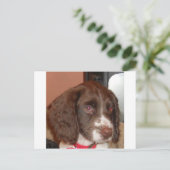 Carte Postale Anglais_Springer_Espagnol lw chiot (Debout devant)