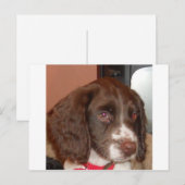 Carte Postale Anglais_Springer_Espagnol lw chiot (Devant / Derrière)