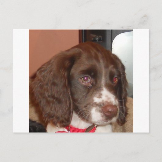 Carte Postale Anglais_Springer_Espagnol lw chiot (Devant)