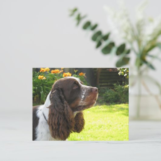 Carte Postale Anglais Springer Spaniel (Debout devant)