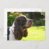 Carte Postale Anglais Springer Spaniel (Devant / Derrière)