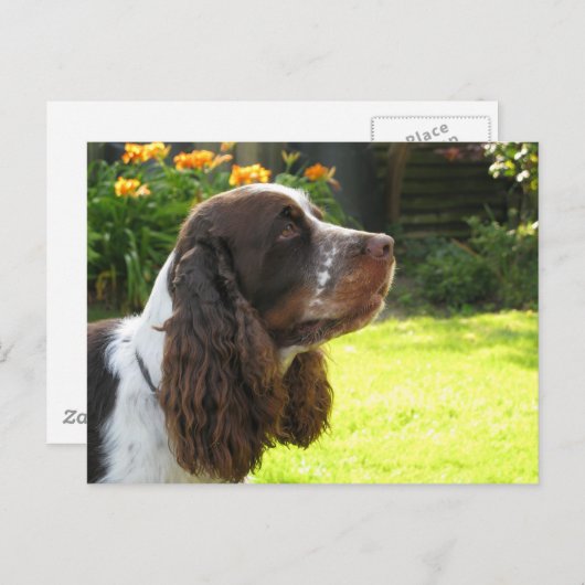 Carte Postale Anglais Springer Spaniel (Devant / Derrière)