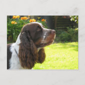 Carte Postale Anglais Springer Spaniel (Devant)