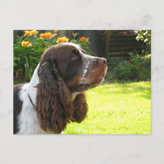 Carte Postale Anglais Springer Spaniel (Devant)