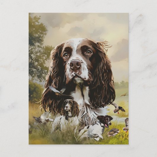 Carte Postale Anglais Springer Spaniel (Devant)