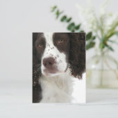 Carte Postale Anglais Springer Spaniel - Field Bred (Debout devant)