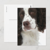 Carte Postale Anglais Springer Spaniel - Field Bred (Devant / Derrière)