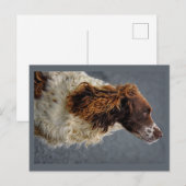Carte Postale Anglais Springer Spaniel Foie & Blanc Regard (Devant / Derrière)