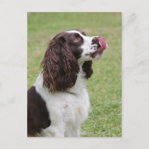 Carte Postale Anglais Springer Spaniel Licking Nose