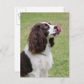 Carte Postale Anglais Springer Spaniel Licking Nose (Devant / Derrière)