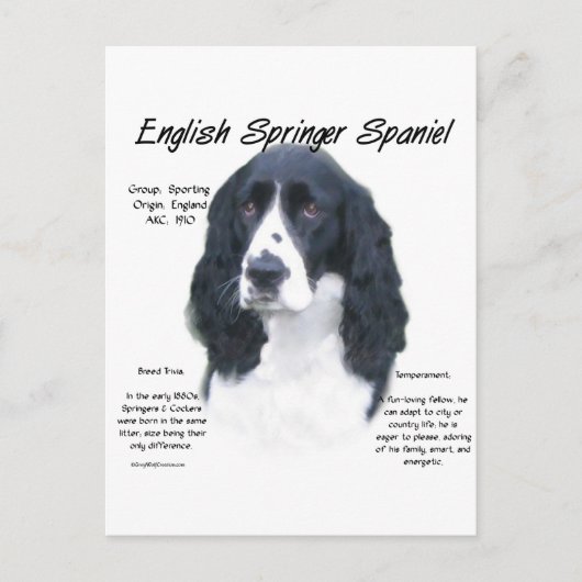 Carte Postale Anglais Springer Spaniel (noir) Histoire Design (Devant)