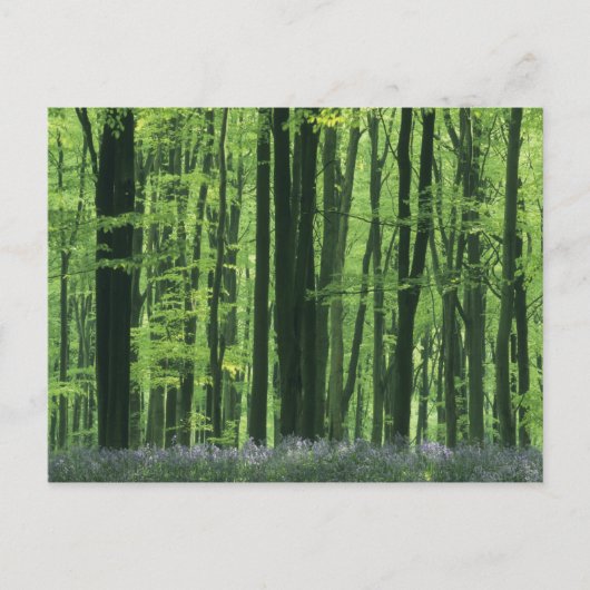 Carte Postale Angleterre, forêt de hêtres et jacintes des bois (Devant)