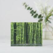 Carte Postale Angleterre, forêt de hêtres et jacintes des bois (Debout devant)