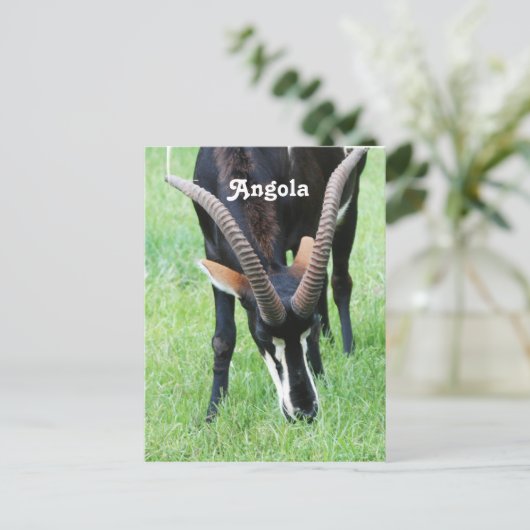 Carte Postale Angola Sable Antelope (Debout devant)