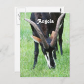 Carte Postale Angola Sable Antelope (Devant / Derrière)