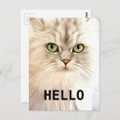 Carte Postale Angora Cat (Devant / Derrière)