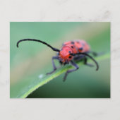 Carte Postale Angry Red Beetle Bug Nature Photography  (Devant)
