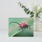 Carte Postale Angry Red Beetle Bug Nature Photography  (Debout devant)