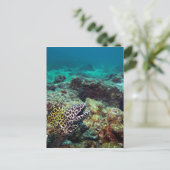 Carte Postale Anguille à tache noire (Debout devant)